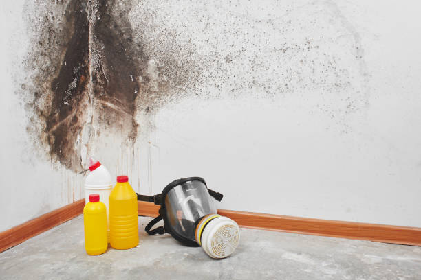 Best Mold Cleaning Services  in Ladysmith, WI