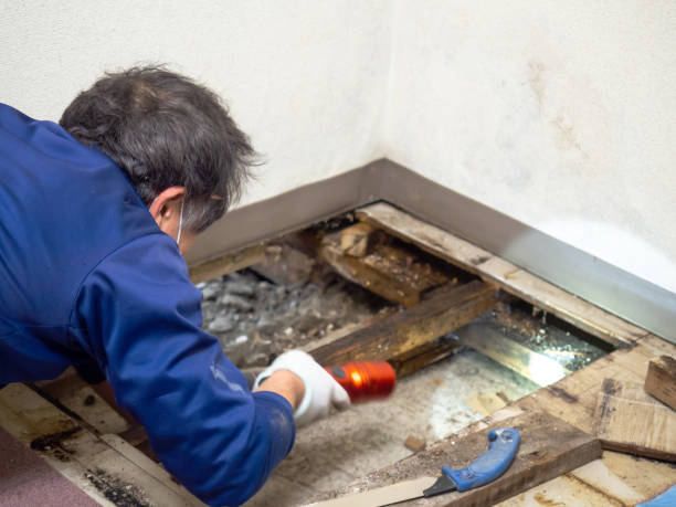 Best Toxic Mold Removal  in Ladysmith, WI