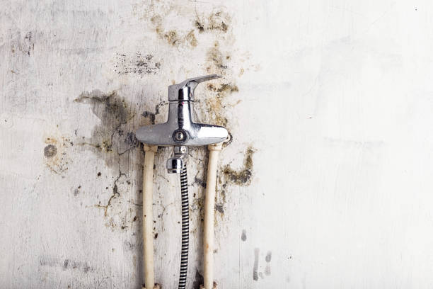 Best Best Mold Removal Companies  in Ladysmith, WI