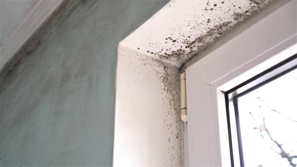 Best Professional Mold Removal  in Ladysmith, WI