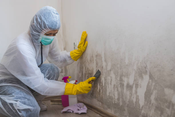 Mold Removal Process in Ladysmith, WI