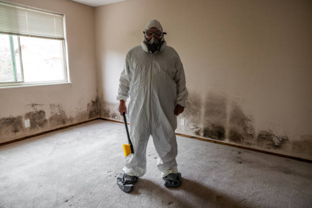 Best Local Mold Removal Service  in Ladysmith, WI
