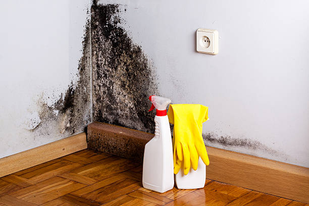Best Mold Removal Company Near Me  in Ladysmith, WI