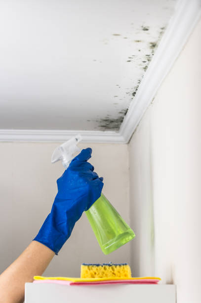 Best Office Mold Removal Services  in Ladysmith, WI